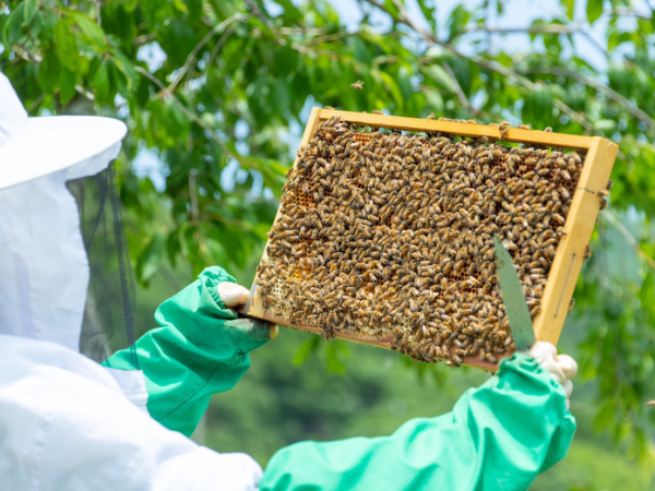 養蜂など自然を生かしたビジネスを展開。新たな事業のネタも盛り沢山!